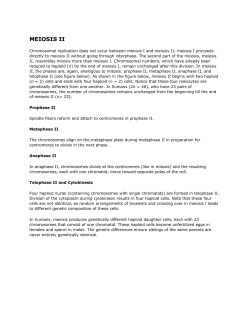 MEIOSIS II