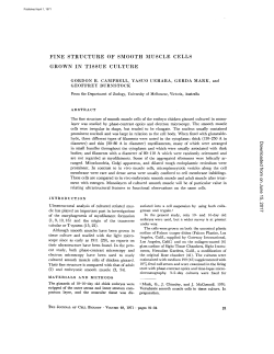 fine structure of smooth muscle cells grown in tissue culture