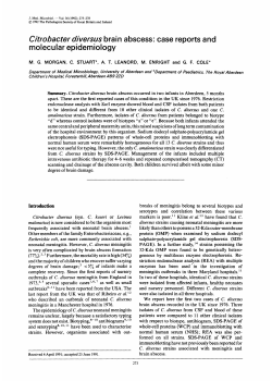Citrobacter diversus brain abscess