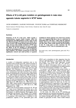 Effects of W (c-kif) gene mutation on gametogenesis