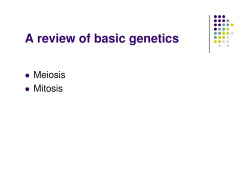 Meiosis in female