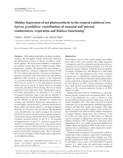 Midday depression of net photosynthesis in the tropical rainforest