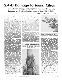 2,4-D Damage to Young Citrus