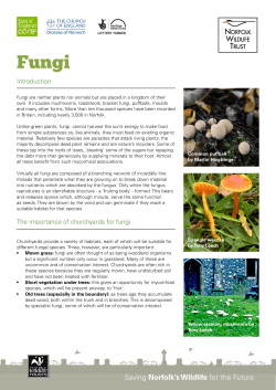 Fungi - Norfolk Wildlife Trust