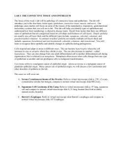 LAB 3: THE CONNECTIVE TISSUE AND EPITHELIUM The focus of