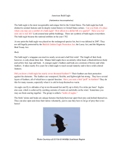 American Bald Eagle The bald eagle is the most recognizable and
