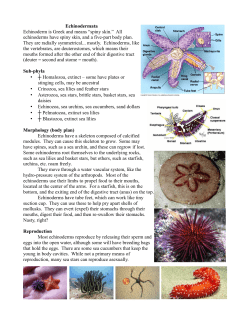 echinoderms have spiny skin, and a five