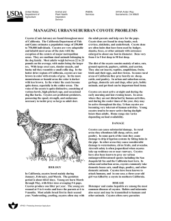 Managing Urban/Suburban Coyote Problems