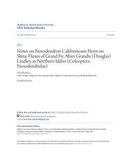 Notes on Nosodendron Californicum Horn on Slime Fluxes of Grand