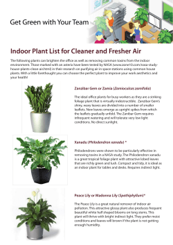 Indoor Plant List for Cleaner and Fresher Air