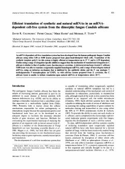 Efficient translation of synthetic and natural mRNAs in an mRNA