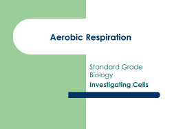 Aerobic Respiration in Yeast