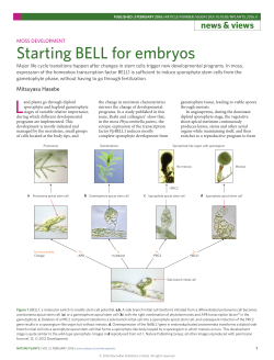 Moss development: Starting BELL for embryos
