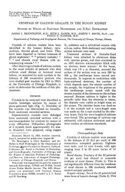 CRYSTALS OF CALCIUM OXALATE IN THE HUMAN KIDNEY