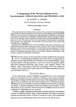 A Comparison of the Nervous Systems of two Sea