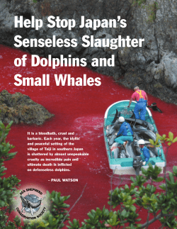 Help Stop Japan`s Senseless Slaughter of Dolphins and Small Whales