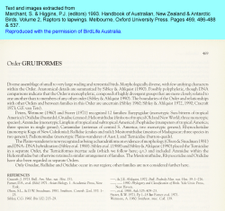 Order GRUIFORMES - NZ Birds Online