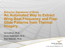 An Automated Way to Extract Wing Beat Frequency and Flap