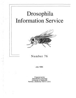 Drosophila - University of Oklahoma