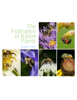 The Pollination of Native Plants