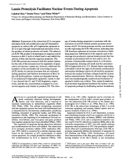 Lamin Proteolysis Facilitates Nuclear Events During Apoptosis