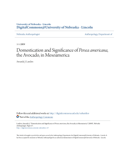 Domestication and Significance of Persea americana, the Avocado