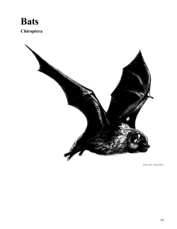 Chiroptera - Ontario Nature
