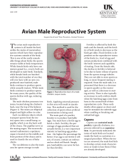 ASC-199: Avian Male Reproductive System