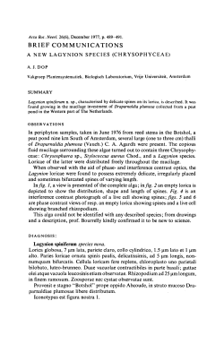 (Chrysophyceae) In fig. I, presented of the