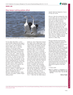 Slap keeps rushing grebes afloat - Journal of Experimental Biology