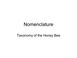 Nomenclature - South Carolina Beekeepers Association