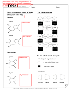 The 4 nitrogenous bases of DNA. Show your color key ! The