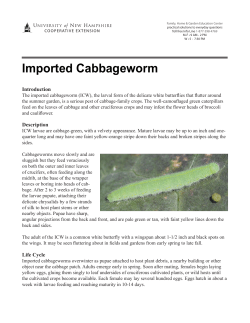 Imported Cabbage worm - UNH Cooperative Extension