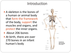 Skeletal 1 Thompson