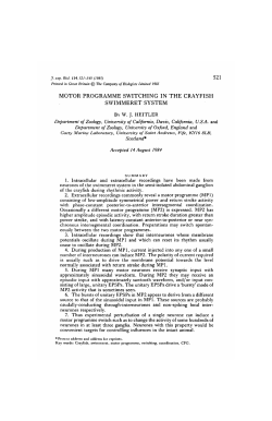 motor programme switching in the crayfish swimmeret system