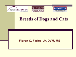 Breeds of Cats and Dogs