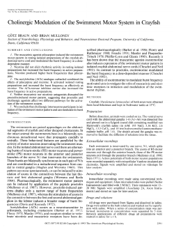 Cholinergic Modulation of the Swimmeret Motor System in Crayfish