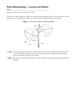 Plant Morphology&mdash;Leaves and Stems