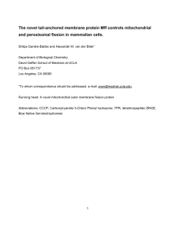 A novel mitochondrial outer membrane fission protein