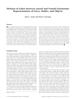 Division of Labor between Lateral and Ventral Extrastriate