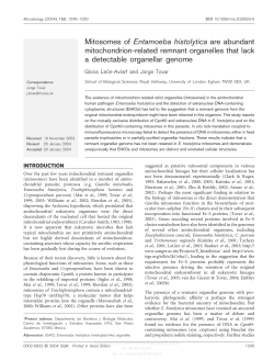 Mitosomes of Entamoeba histolytica are abundant