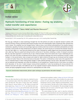 Hydraulic functioning of tree stems&mdash;fusing ray