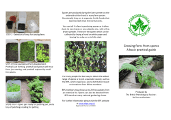 Growing ferns from spores A basic practical guide
