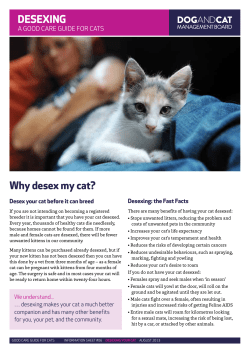 Desexing - Good Cat SA