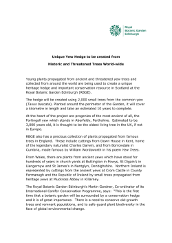 Unique Yew Hedge to be created from Historic and Threatened