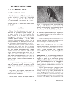 Moose - Biodiversity Centre for Wildlife Studies