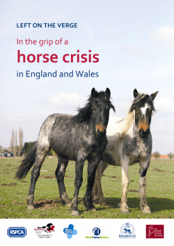 Left on the Verge - World Horse Welfare