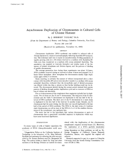 Asynchronous Duplication of Chromosomes in Cultured Cells of