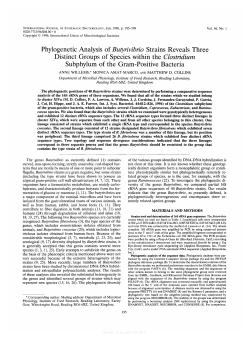 Phylogenetic Analysis of Butyrivibrio Strains Reveals Three Distinct