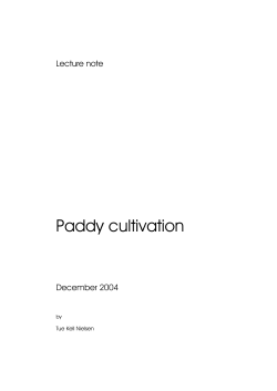 Paddy cultivation December 2004